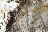 Petrified Wood Slab (Hickory) - Oregon #104795-1